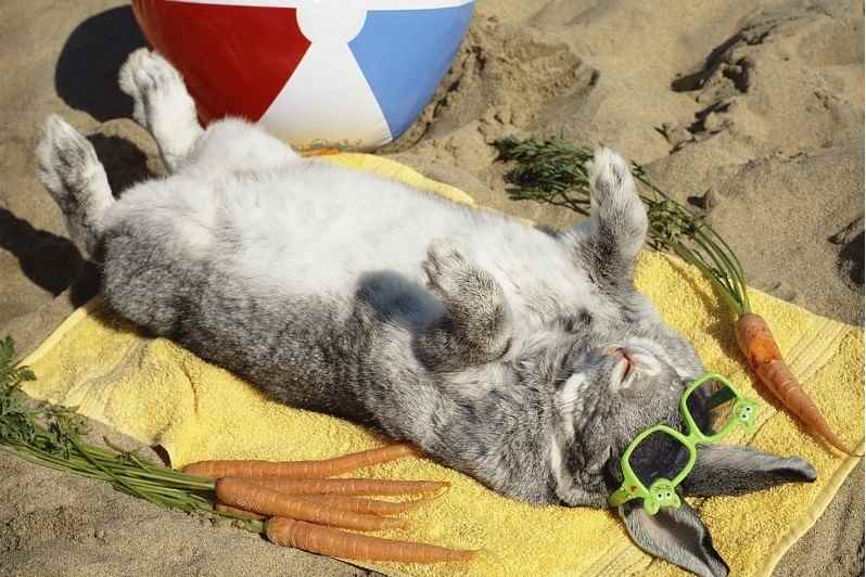 lapin vacances