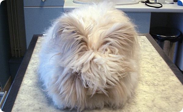 Un lapin angora