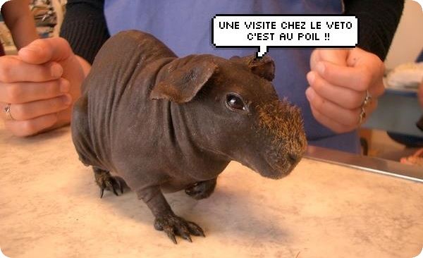 Cochon d'Inde